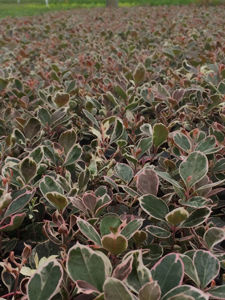 Picture of Gaultheria